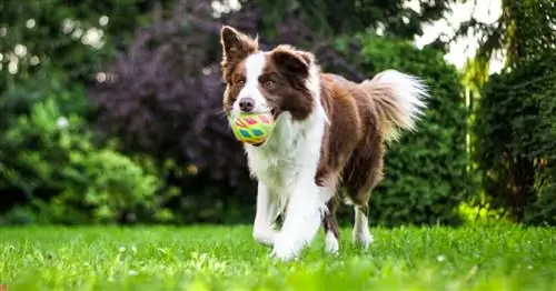 Обзор перезаряжаемого забора для собак PetSafe YardMax