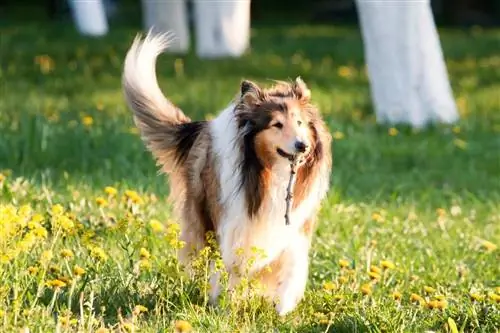 10 лучших хулиганских палок для колли