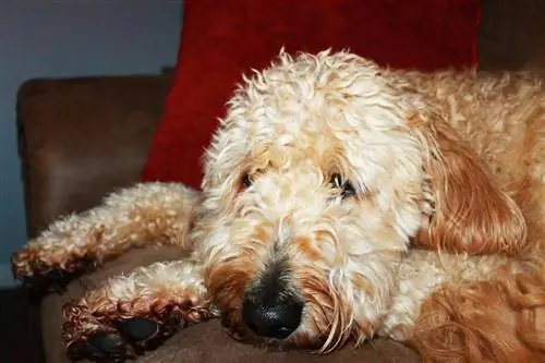 10 лучших мультивитаминных продуктов для собак для Goldendoodles