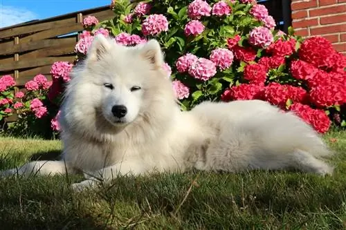 10 лучших поливитаминов для собак самоедов