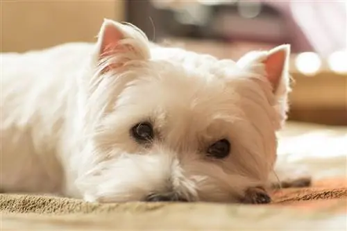 10 лучших мультивитаминных продуктов для собак для собак Westies