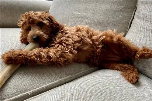 10 лучших хулиганов для Goldendoodles