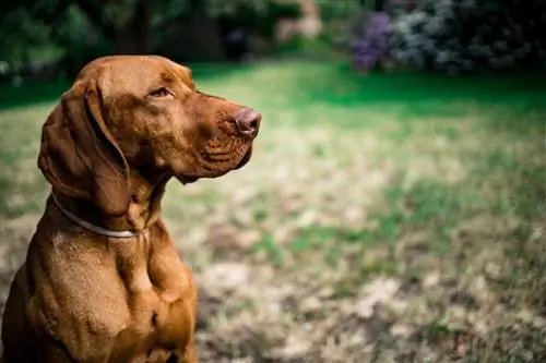 10 лучших пустышек для носа для Vizslas