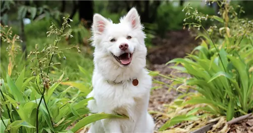 Сравнение кормов для собак Nom Nom и Farmer’s Dog Fresh