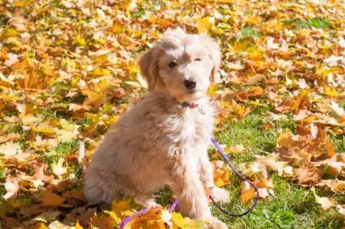 10 лучших пустышек для носа для Goldendoodles