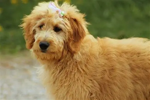 10 лучших собачьих ворот для Goldendoodles