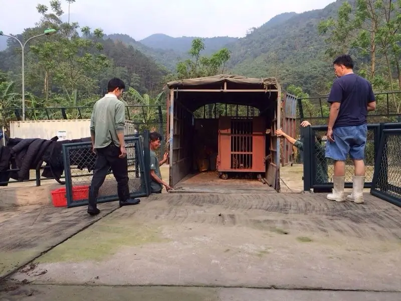 Карта Moon Bear Ti наконец-то бесплатна после 14 лет пребывания на медвежьей желчной ферме (ФОТО)