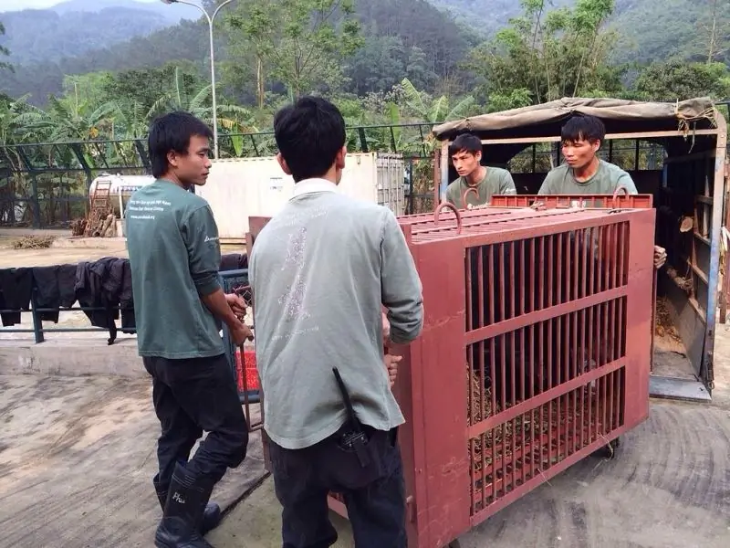 Карта Moon Bear Ti наконец-то бесплатна после 14 лет пребывания на медвежьей желчной ферме (ФОТО)