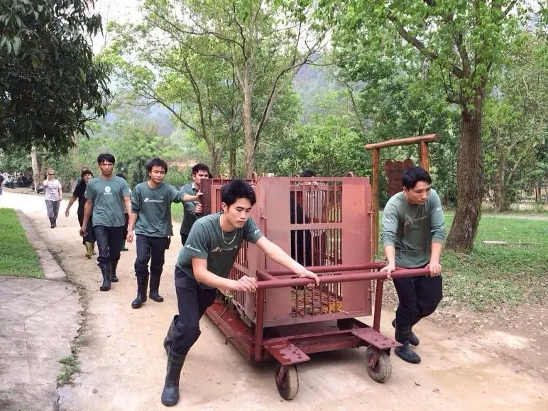 Карта Moon Bear Ti наконец-то бесплатна после 14 лет пребывания на медвежьей желчной ферме (ФОТО)