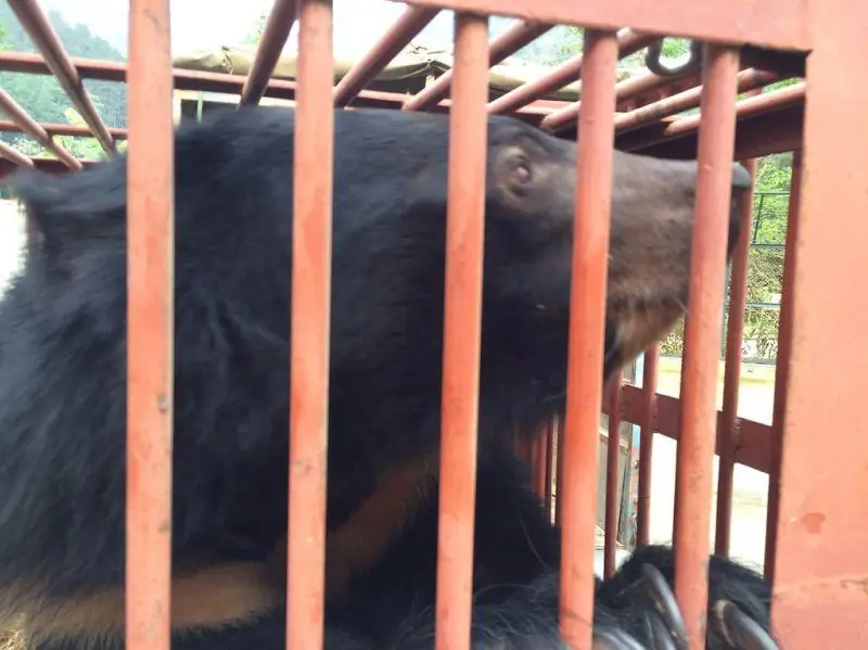 Карта Moon Bear Ti наконец-то бесплатна после 14 лет пребывания на медвежьей желчной ферме (ФОТО)