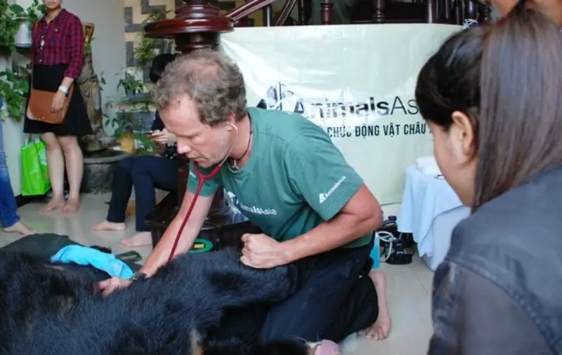 Карта Moon Bear Ti наконец-то бесплатна после 14 лет пребывания на медвежьей желчной ферме (ФОТО)