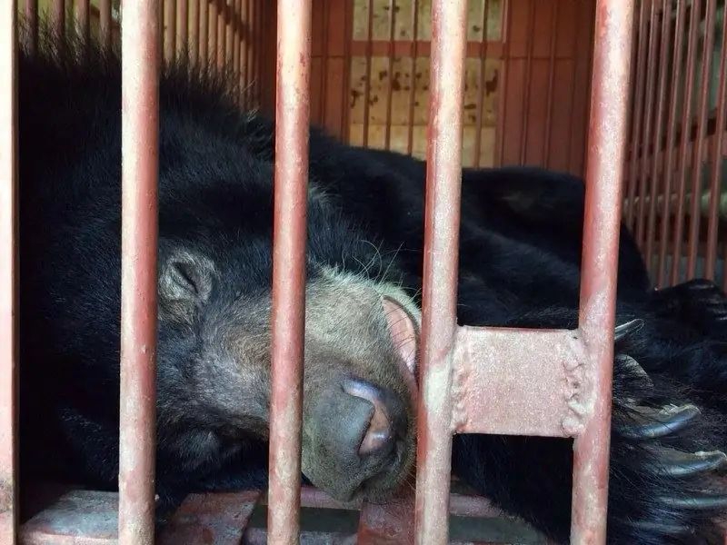 Карта Moon Bear Ti наконец-то бесплатна после 14 лет пребывания на медвежьей желчной ферме (ФОТО)