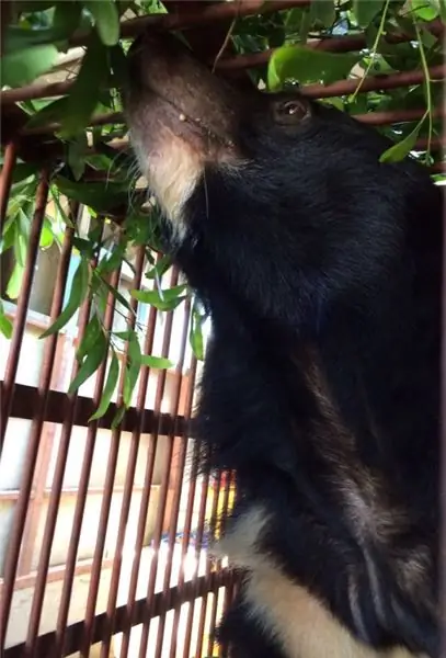 Карта Moon Bear Ti наконец-то бесплатна после 14 лет пребывания на медвежьей желчной ферме (ФОТО)