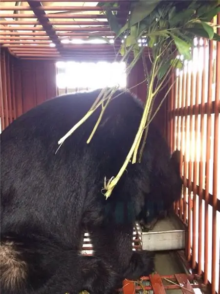 Карта Moon Bear Ti наконец-то бесплатна после 14 лет пребывания на медвежьей желчной ферме (ФОТО)
