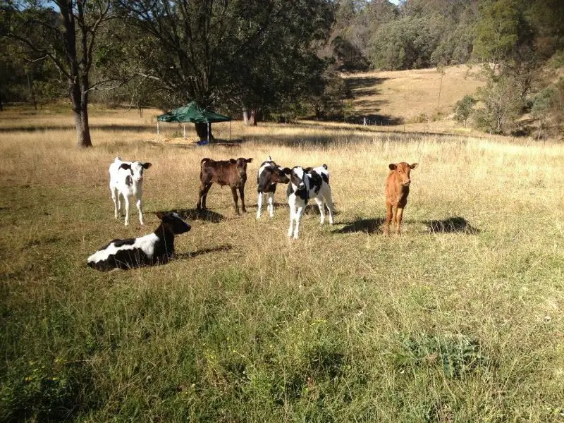 От худых и напуганных до смелых и красивых: 6 спасенных молочных телят живут в заповеднике Manning River Farm (ФОТО) w.manningriverfarmanimalsanctuary.com