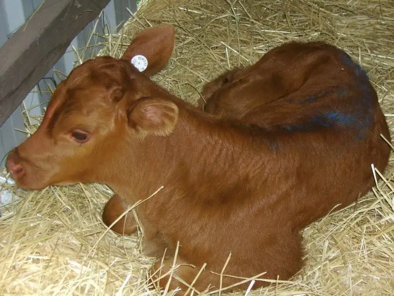 От худых и напуганных до смелых и красивых: 6 спасенных молочных телят живут в заповеднике на ферме Мэннинг-Ривер (ФОТО)