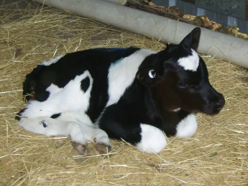 От худых и напуганных до смелых и красивых: 6 спасенных молочных телят живут в заповеднике на ферме Мэннинг-Ривер (ФОТО)