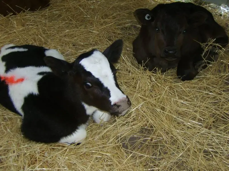 От худых и напуганных до смелых и красивых: 6 спасенных молочных телят живут в заповеднике на ферме Мэннинг-Ривер (ФОТО)