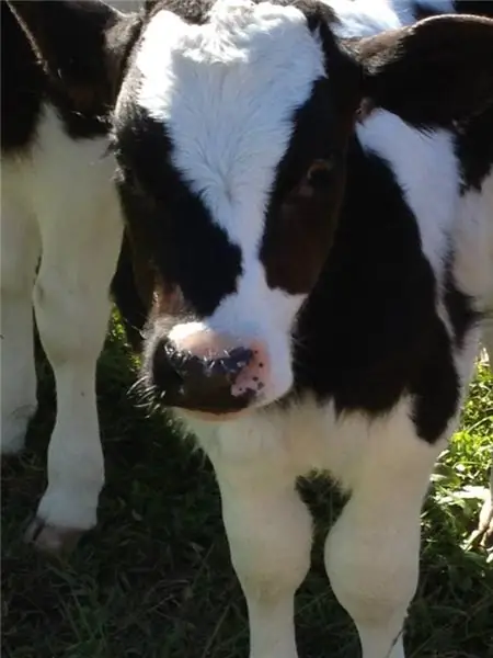 От худых и напуганных до смелых и красивых: 6 спасенных молочных телят живут в заповеднике на ферме Мэннинг-Ривер (ФОТО)