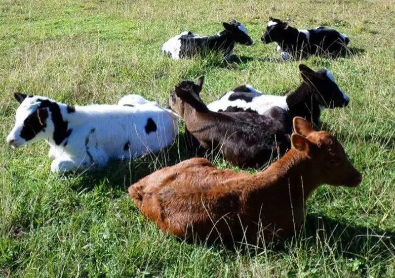 От худых и напуганных до смелых и красивых: 6 спасенных молочных телят живут в заповеднике на ферме Мэннинг-Ривер (ФОТО)