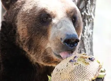 Ben the Bear Ben the Bear