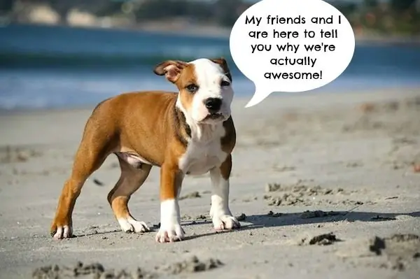 Что бы сказали питбули, если бы они могли говорить за себя