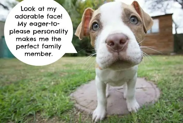 Что бы сказали питбули, если бы они могли говорить за себя