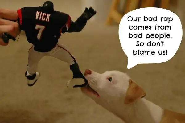 Что бы сказали питбули, если бы они могли говорить за себя