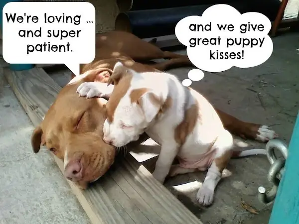 Что бы сказали питбули, если бы они могли говорить за себя