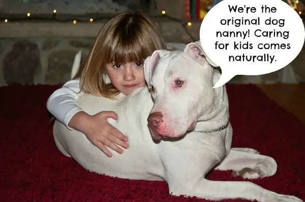 Что бы сказали питбули, если бы они могли говорить за себя