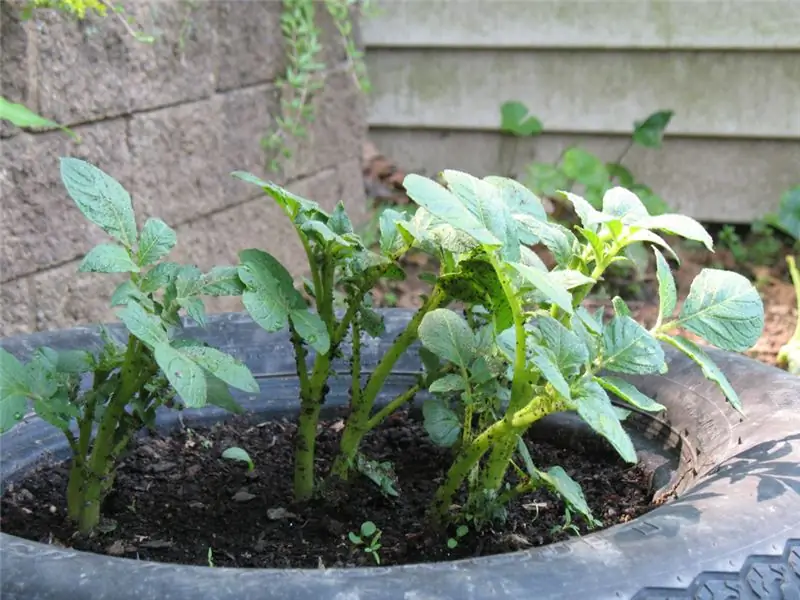 Крутые кашпо из переработанных материалов