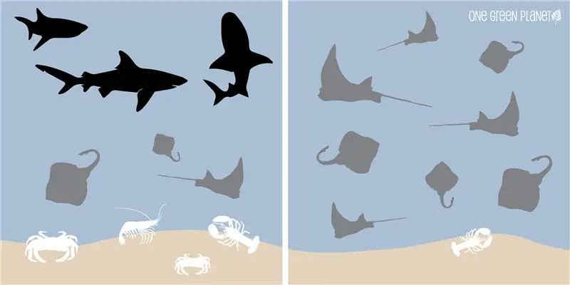 Не кусайте кормящую руку! Зачем людям нужны акулы