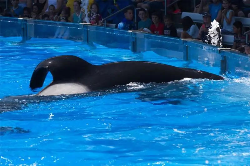 20150706-USA-INV-D1-001-TILIKUM (c) 2015 Orca Research Trust