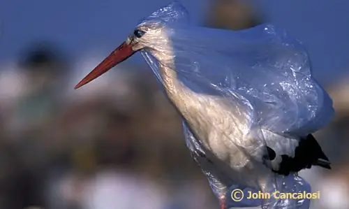 птица-застряла-в-пластике-action.surfrider.org