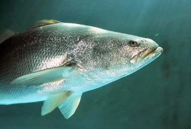 Totoaba Totoaba