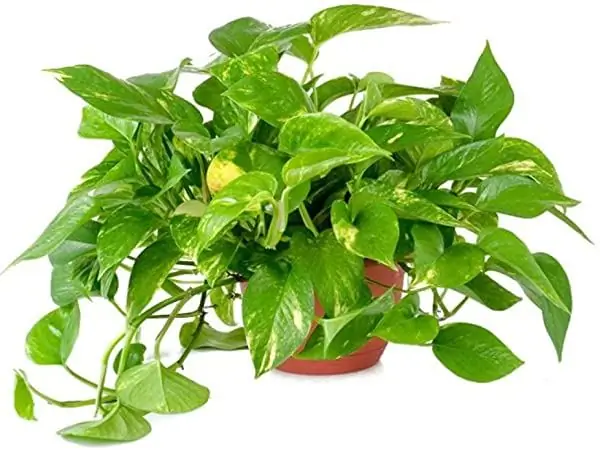 Image Image