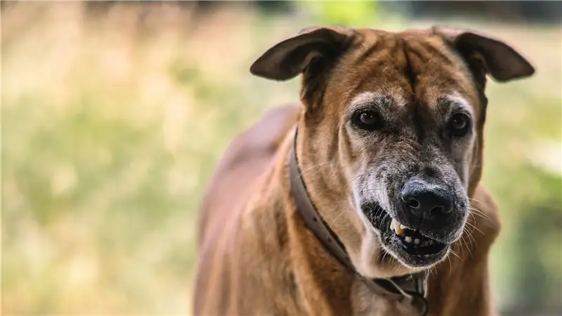snarl dog