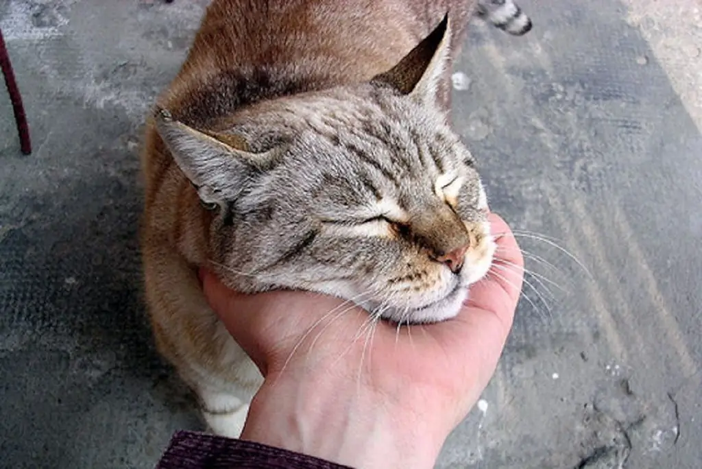 кошка мурлычет кошка мурлычет