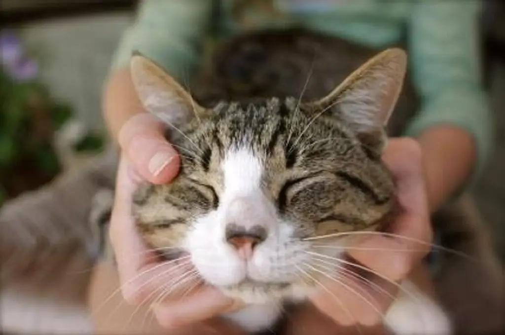 мурлыкающий кот мурлыкающий кот