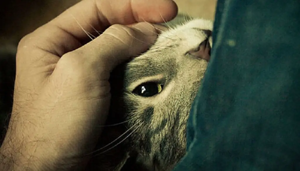 котенок гладит крупным планом котенок гладит крупным планом