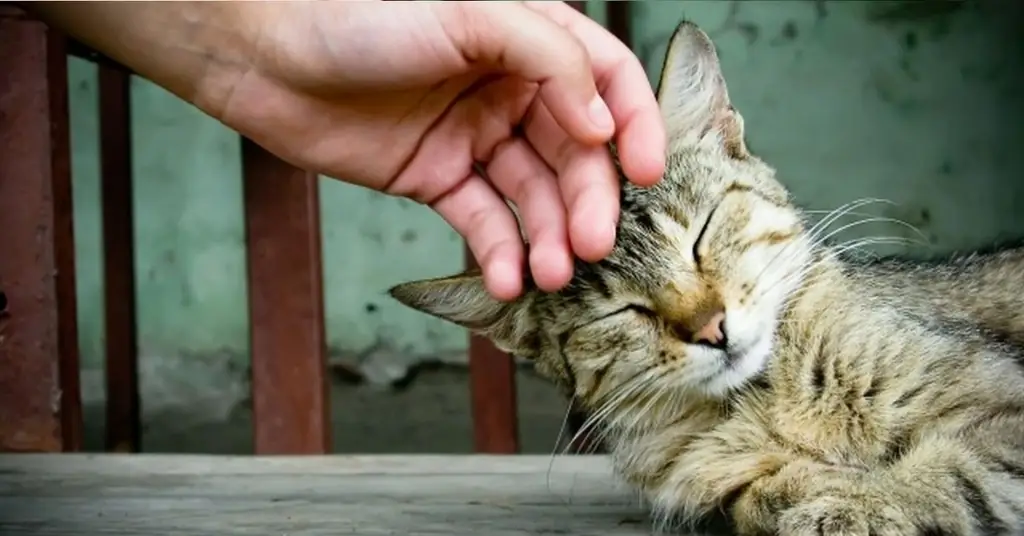 Кошки продлевают нашу жизнь: целебная сила мурлыканья
