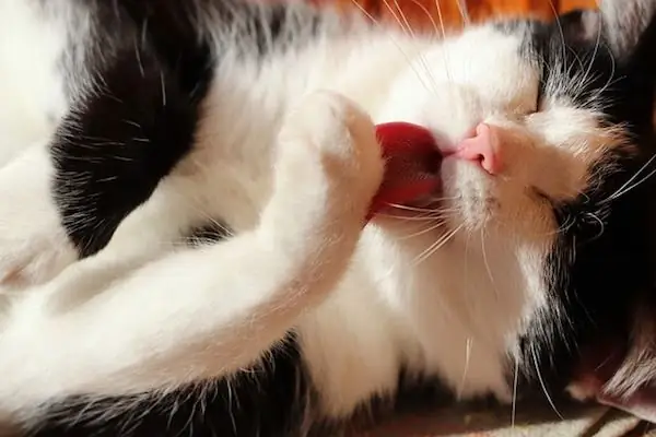 котенок лижет котенок лижет