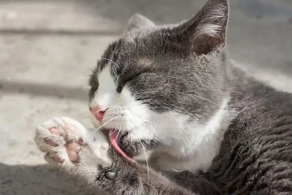 кошка лижет кошка лижет