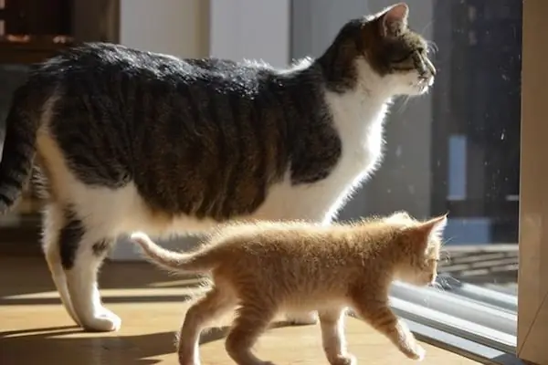 взрослая кошка с котенком взрослая кошка с котенком