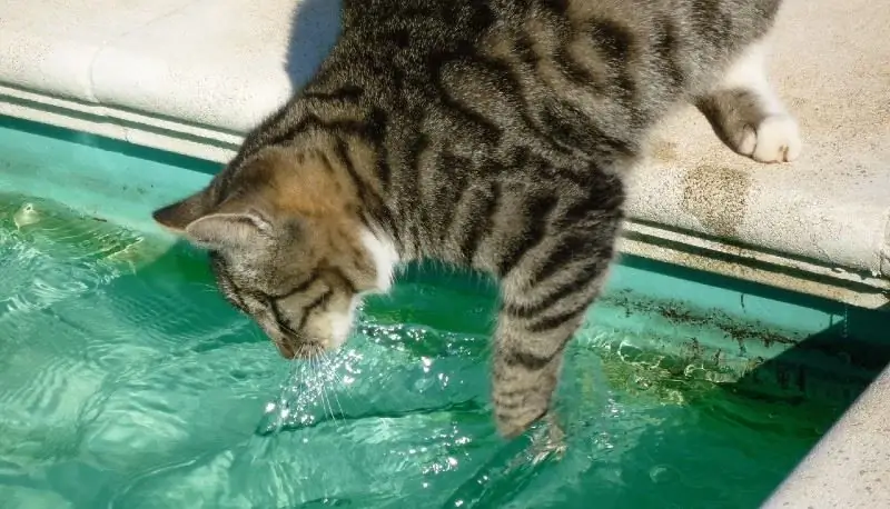 Кот и вода Кот и вода
