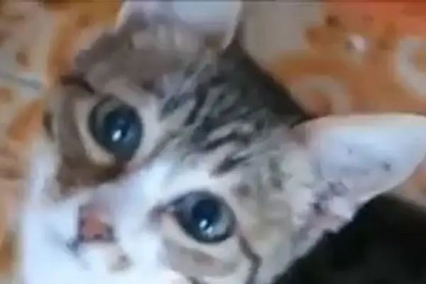 Кошка смотрит Кошка смотрит