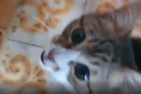 Кошка смотрит Кошка смотрит
