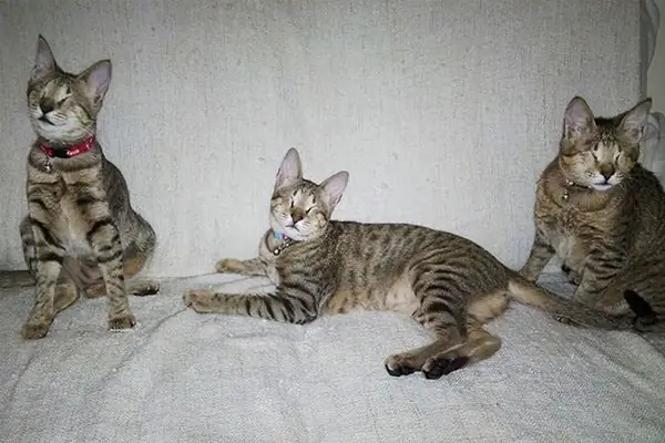 Слепые котята