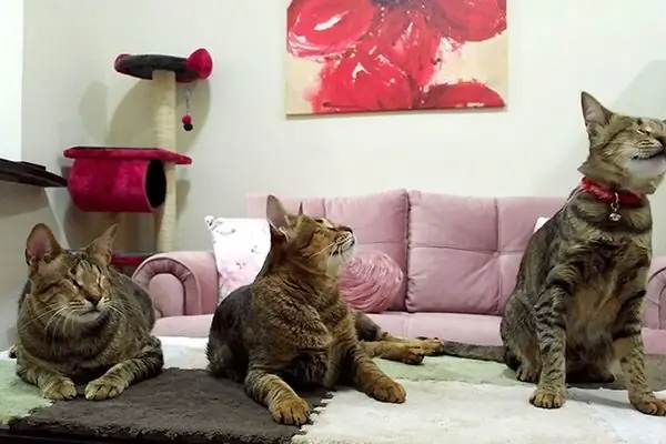 Три слепых кота