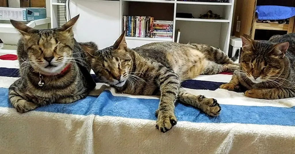 Голубая, Луговая и Маленькая Ива, слепые кошки, которых никто не хотел и которые теперь счастливы